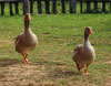 geese-100