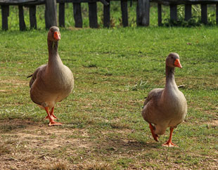 geese-201990_340-242
